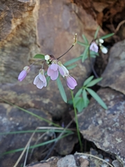 Cardamine nuttallii