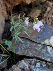 Cardamine nuttallii