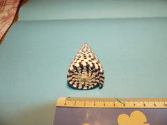 Conus litteratus