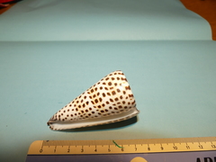 Conus litteratus