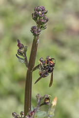 Vespa velutina