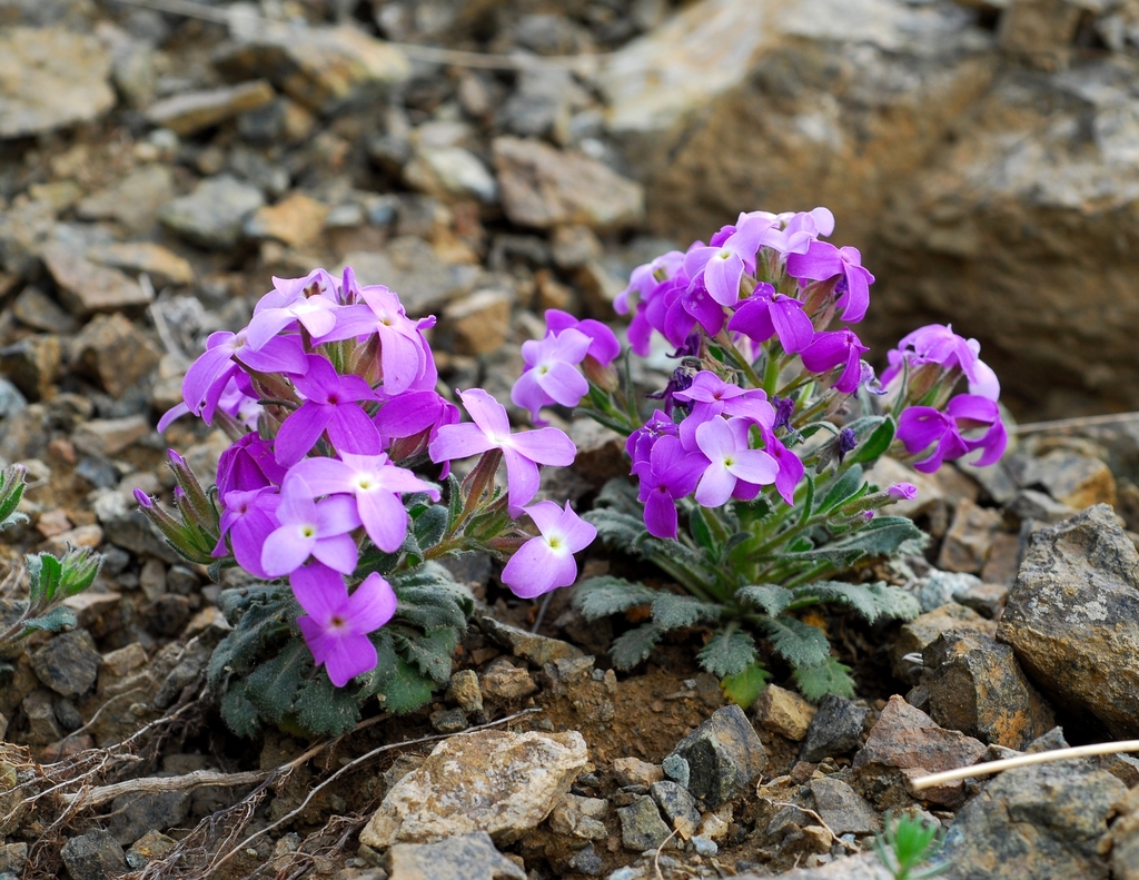 Hesperis breviscapa