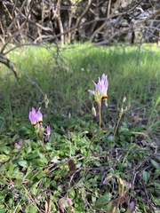 Primula clevelandii gracilis