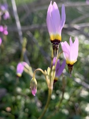 Primula clevelandii gracilis