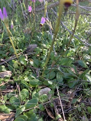 Primula clevelandii gracilis