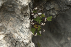 Aleuritopteris argentea