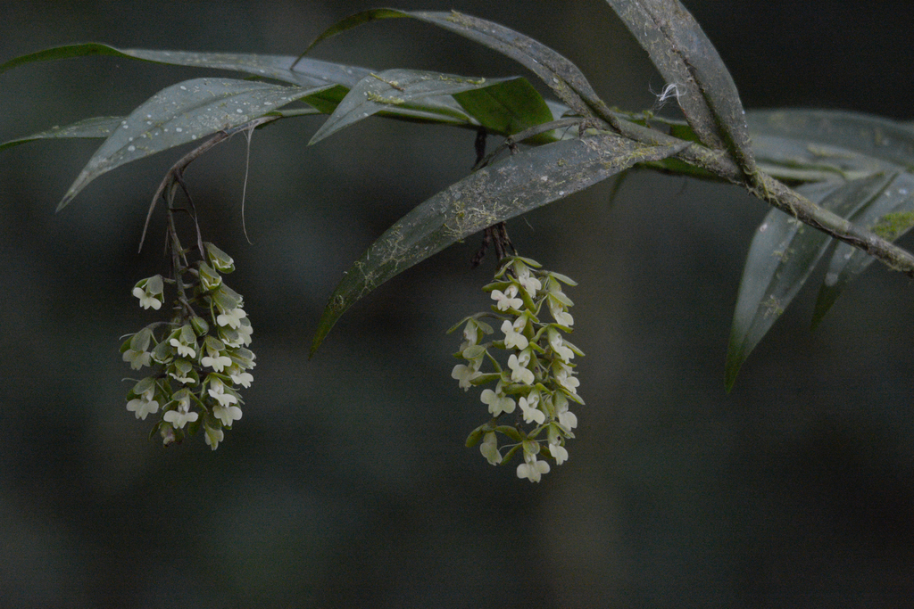 Epidendrum clowesii Bateman ex Lindl.