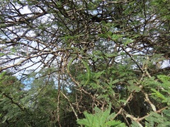 Vachellia grandicornuta
