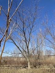 Albizia julibrissin julibrissin