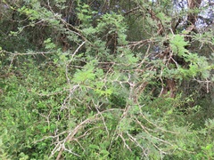 Vachellia grandicornuta