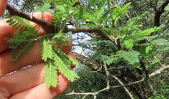 Vachellia grandicornuta