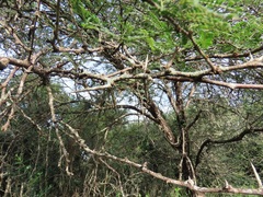 Vachellia grandicornuta