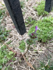 Lamium amplexicaule