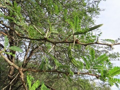 Vachellia grandicornuta
