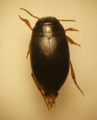 Hydroporus longulus