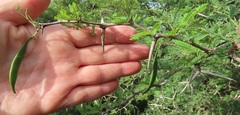 Vachellia grandicornuta