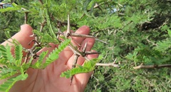 Vachellia grandicornuta