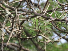 Vachellia grandicornuta
