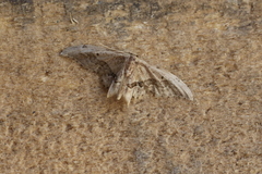 Idaea elata