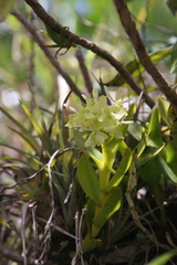 Epidendrum difforme