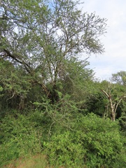 Vachellia grandicornuta