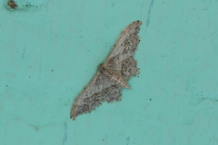 Idaea elata
