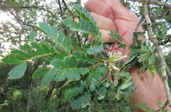 Albizia petersiana