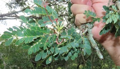 Albizia petersiana