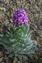 Hesperis isatidea