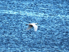 Bubulcus ibis