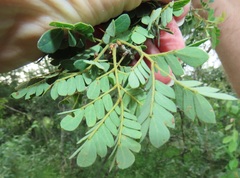 Albizia petersiana
