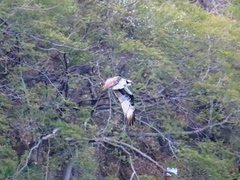 Pandion haliaetus