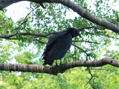 Coragyps atratus