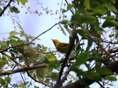 Setophaga petechia