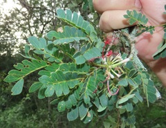 Albizia petersiana
