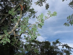 Albizia petersiana