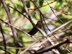 Amazilia rutila