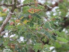 Albizia petersiana