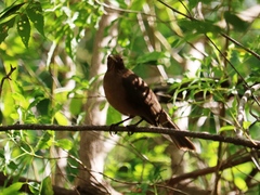 Turdus grayi