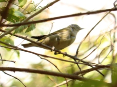 Leiothlypis peregrina