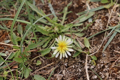 Taraxacum leucanthum