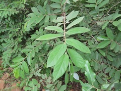 Grewia bicolor