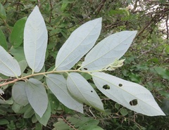 Grewia bicolor