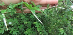 Vachellia grandicornuta