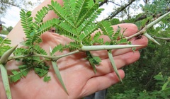 Vachellia grandicornuta