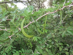 Vachellia grandicornuta