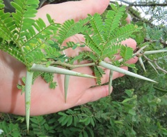 Vachellia grandicornuta