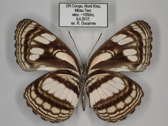 Neptis lermanni