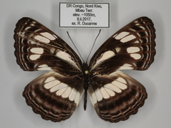 Neptis lermanni