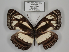 Neptis lermanni